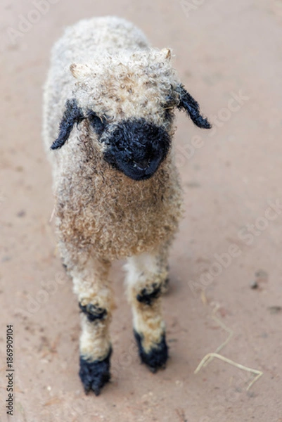 Obraz Valais Blacknose Lamb Standing on Path