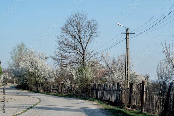 Obraz road in the park