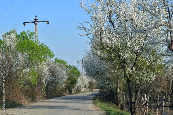 Obraz tree in the park