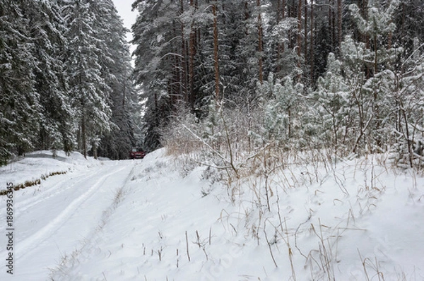 Obraz snow covered trees