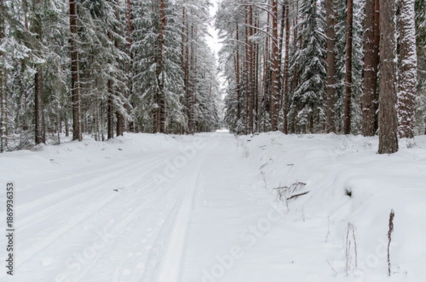 Obraz snow covered road