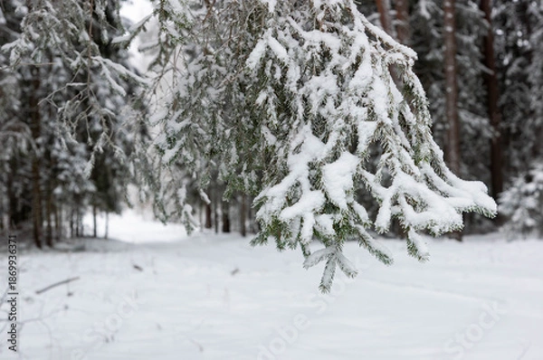 Obraz snow covered trees