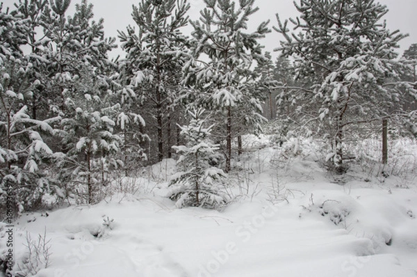 Obraz snow covered trees