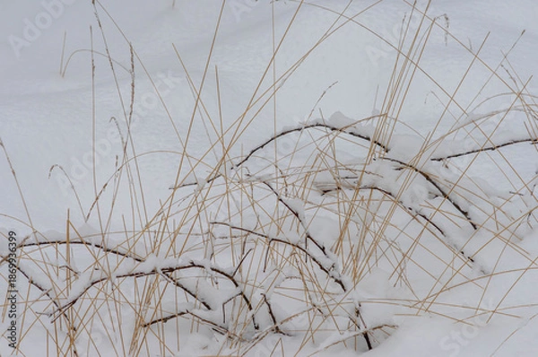 Obraz grass in the snow