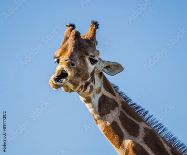 Obraz funny face giraffe 