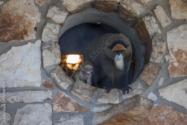 Obraz new born De Brazza monkey 