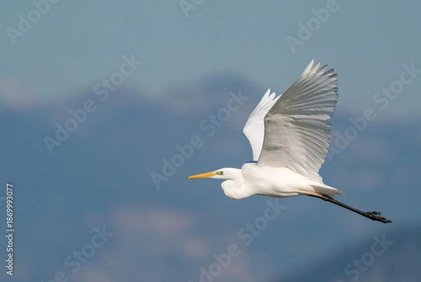 Obraz heron in flight