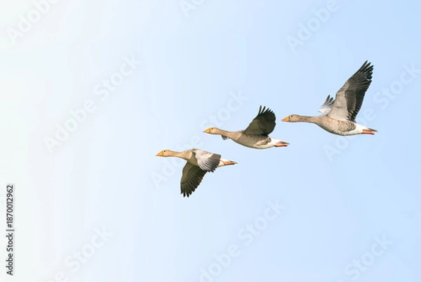 Obraz ducks in flight