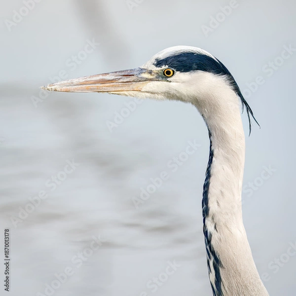 Obraz great blue heron