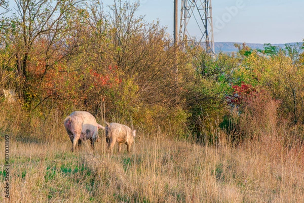 Obraz Pigs walking home on small gravel road at the mountain top during autumn sunset. Dry, yellow grass meadow and colorful dyed trees all around
