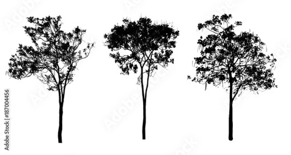 Fototapeta silhouette tree on white background.