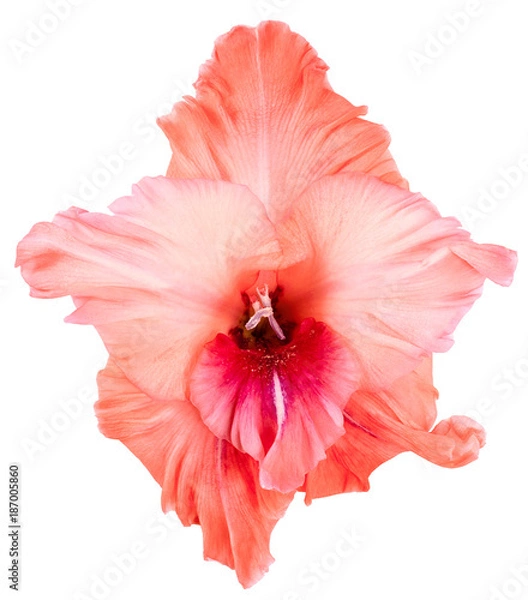 Obraz Top view of peach color gladiolus
