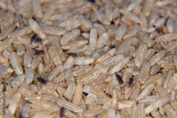 Obraz Rice weevil, Black weevil