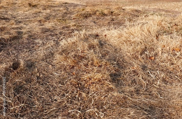 Obraz Dried grass in a winter field