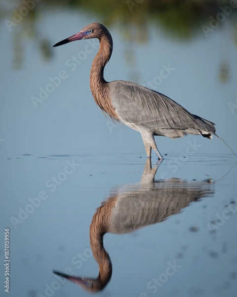 Obraz Reddish Egret with reflection