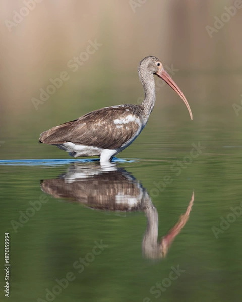 Obraz Juvenile White Ibis