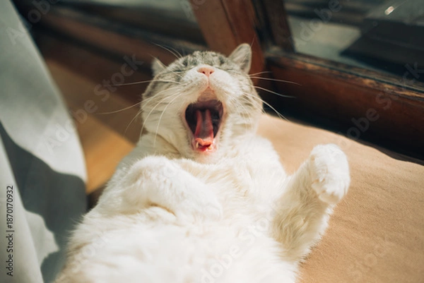Fototapeta あくびする猫