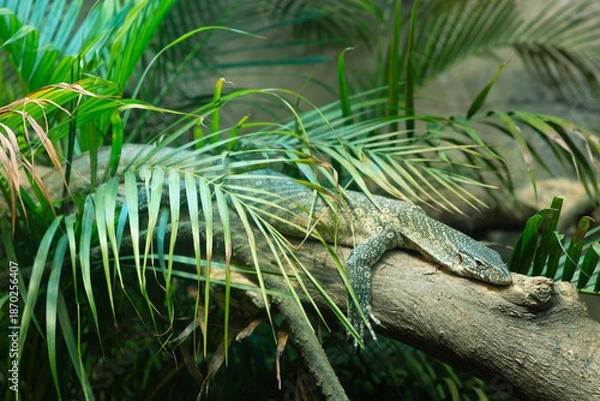 Fototapeta A lizard in the tree