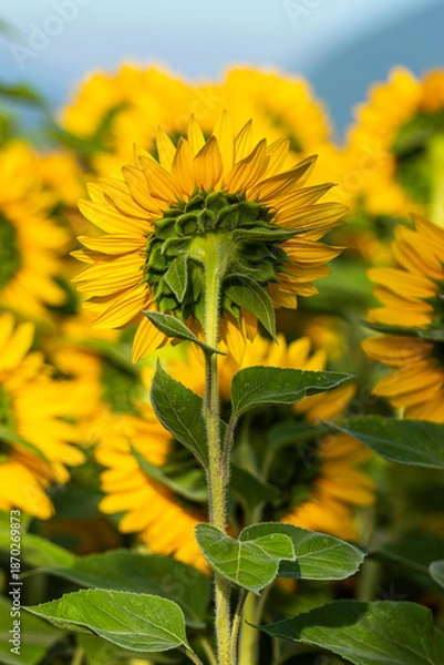 Obraz Sunflower fields during summer day