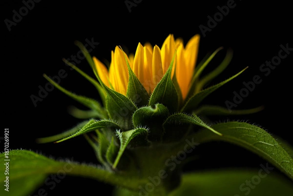 Obraz Sunflower on dark background studio