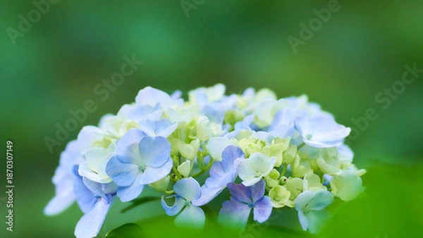 Fototapeta 緑色背景美しい水色のホンアジサイ