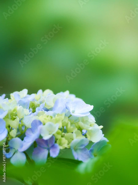 Fototapeta 緑色背景美しい水色のホンアジサイ