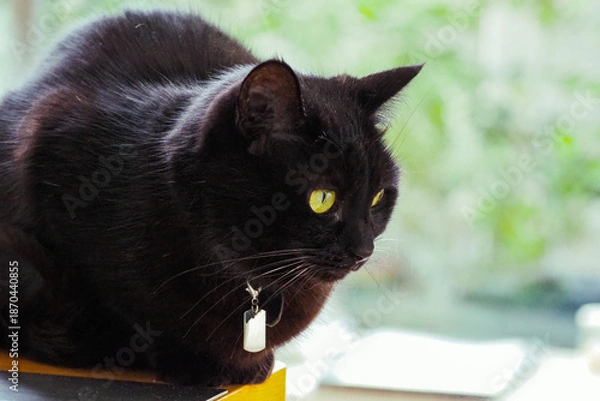 Obraz ふわふわとした黒猫