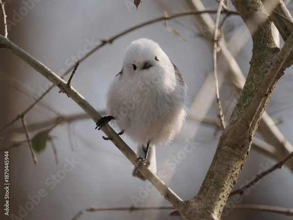 Obraz 北海道のシマエナガ