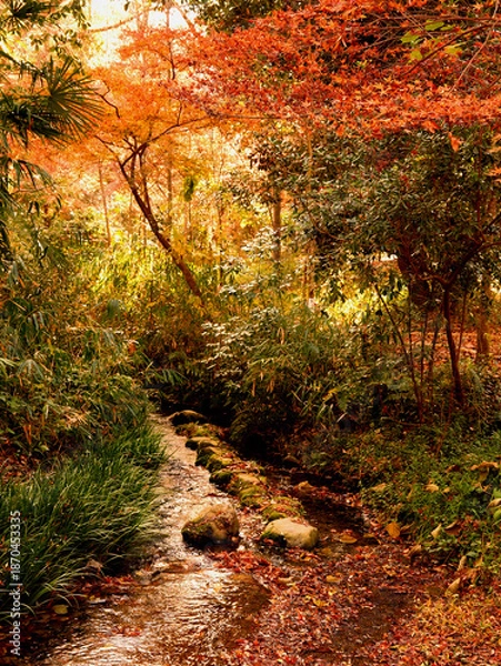 Obraz 京都・下鴨神社の糺の森の紅葉
