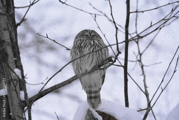 Obraz 枝に止まるエゾフクロウ