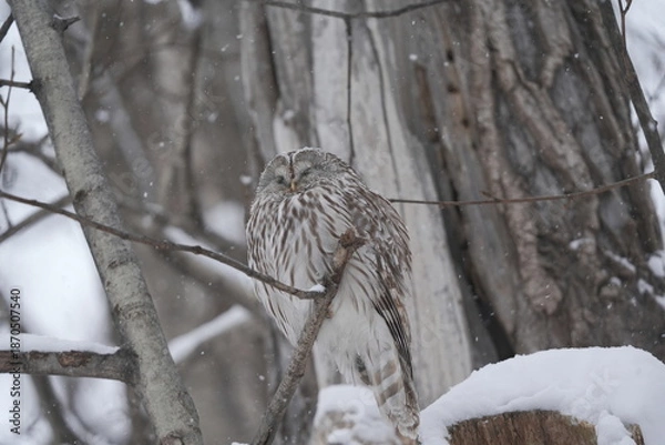 Obraz 雪の中で寝るエゾフクロウ