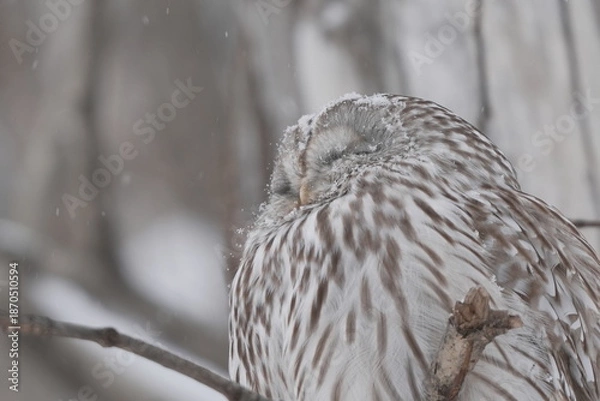 Obraz 雪の中で寝るエゾフクロウ