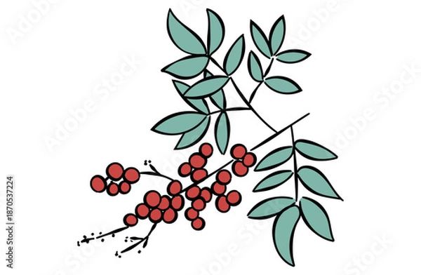 Obraz 南天のイラスト(線あり)