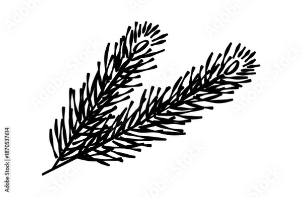 Obraz 松の葉の線画イラスト