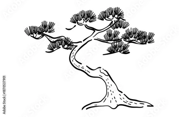 Obraz 松の木の線画イラスト