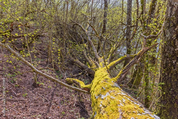 Obraz Moss covered fallen tree in a budding forest at springtime