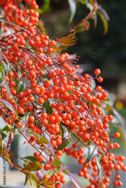 Fototapeta 南天の実