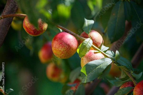Obraz A tree with many red apples hanging from it