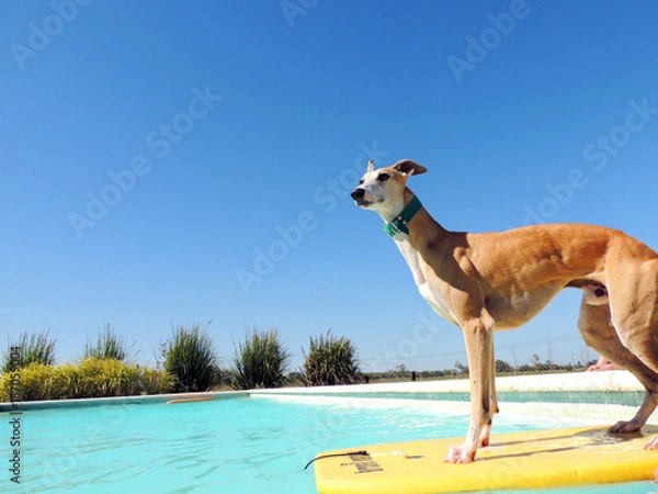 Obraz Surfer Whippet