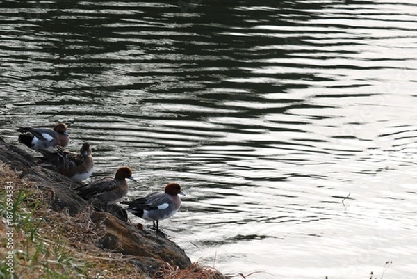 Fototapeta 岸辺にカモが並んでいます　冬の公園