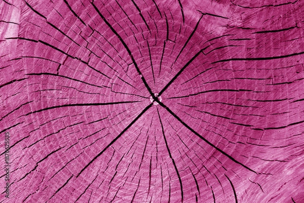 Obraz Old tree trunk cut texture in pink tone
