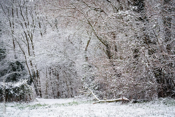 Obraz Neige en forêt