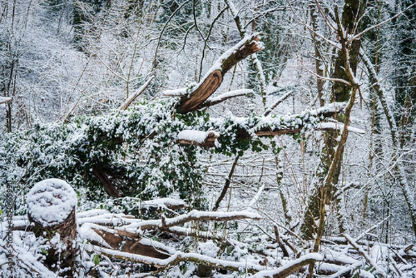Obraz Neige en forêt
