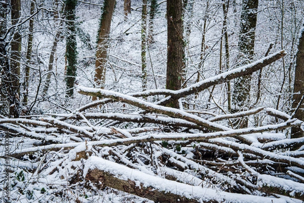 Obraz Neige en forêt