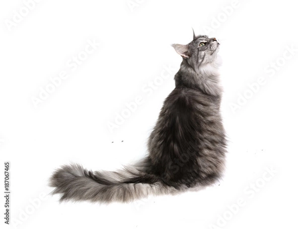 Fototapeta Cat from the back
