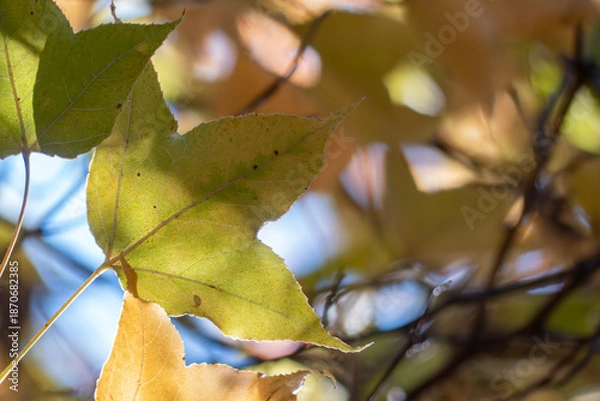 Obraz 秋晴れのなか金色に輝く美しいフウノキの葉