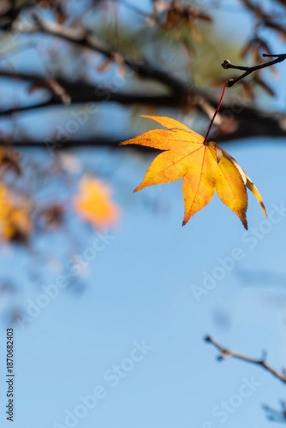 Obraz 秋晴れのなか金色に輝く美しいフウノキの葉