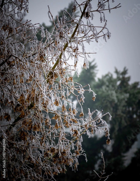 Obraz snow covered branches