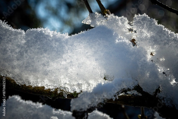 Obraz snow covered trees in winter