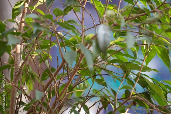 Fototapeta Barcelona